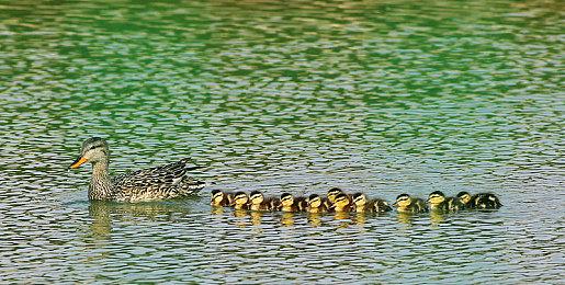 《DC Dual Force》免费登陆PC DC宇宙数字卡牌游戏